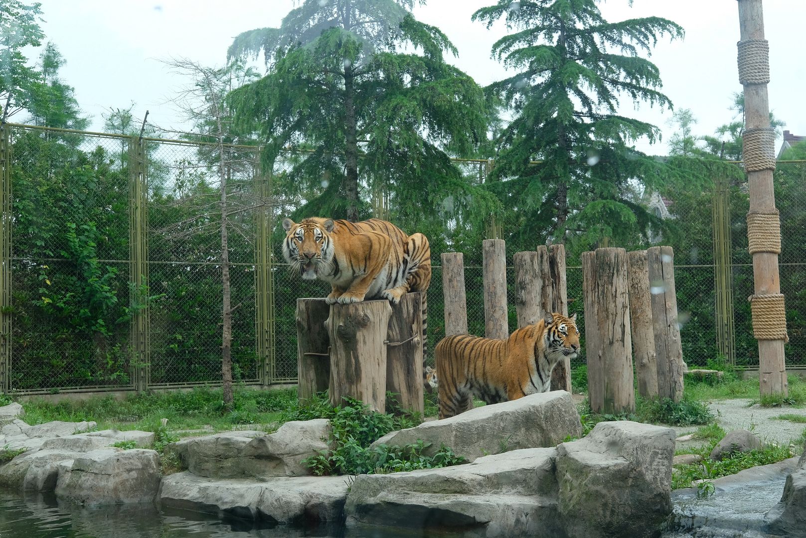 Shanghai Wild Animal Park Drive Through a Safari, Meet Baby Tigers